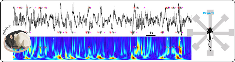 rat sleeping, waveform recordings, rat moving towards reward