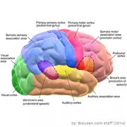 Functional areas of the human brain