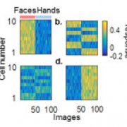 Developmental dynamics of selectivity and invariance in macaque inferotemporal cortex